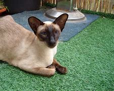 Image result for Long Haired Siamese