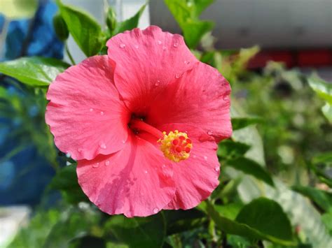 Image result for Hibiscus Plant Root System