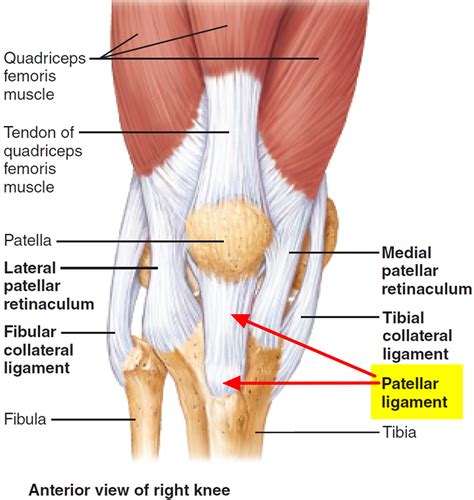 Runner's Knee Vs Patellar Tendonitis at Isaac Perdriau blog