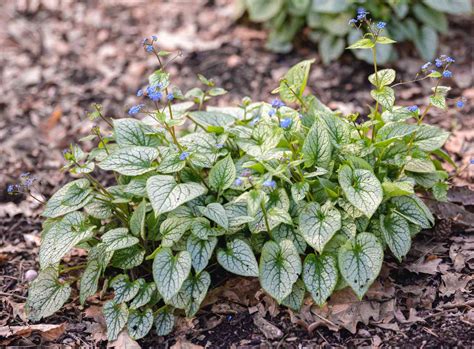 That Deer Resistant Perennial Plants