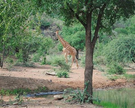 PILANESBERG PRIVATE LODGE (Rustenburg) - Lodge Reviews, Photos, Rate ...