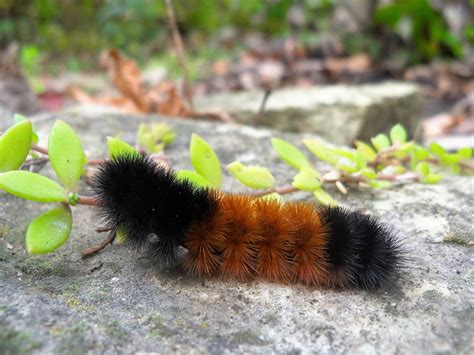 Fuzzy Black Caterpillars: How to Identify Common Species - Hobby Farms
