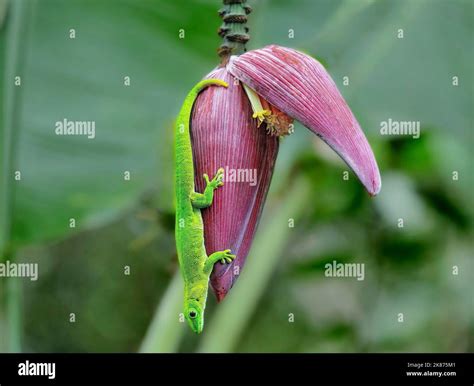 Giant Madagascar Day Gecko (Phelsuma grandis) hanging from a banana ...