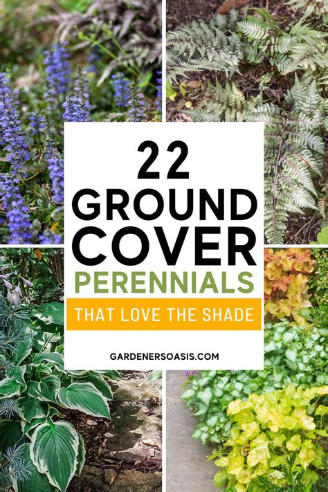 Low Growing Perennials For Borders – GMLYP