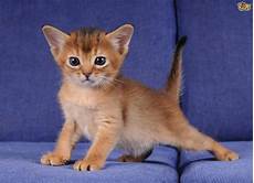 cat breed 7 cat breeds that boast like personalities pets4homes cat breed 7 cat breeds that boast like personalities pets4homes