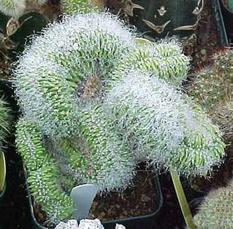 Cephalocereus senilis