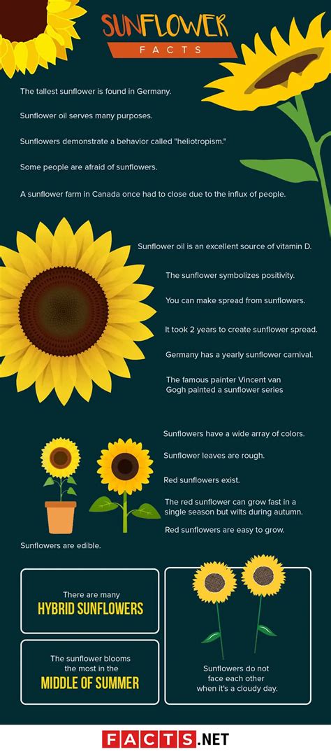 70 Interesting Sunflower Facts To Brighten Up Your Day | Facts.net