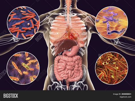Image result for Pathogen of Humans