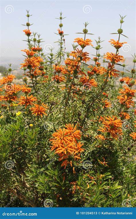Lion`s Tail Plant Leonotis Leonurus Stock Image - Image of naturalized ...