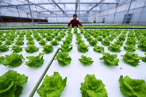 蔬菜水栽系统青绿新鲜生菜沙拉种植花园水栽养农场植物在温室有机健康食品中没有土壤农业的水上种植高清图片下载-正版图片305638099-摄图网