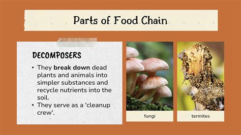 Food Chain and Food Web (Ecosystem) EVS, B. Pharmacy 1st Year, Sem-II | PPTX