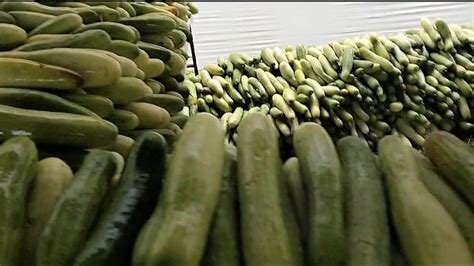 Nagaland: Off-Season Cucumber Festival held in Aliba village - Nagaland ...
