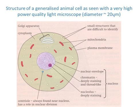 Draw the diagram of an animal cell as seen through an electron ...