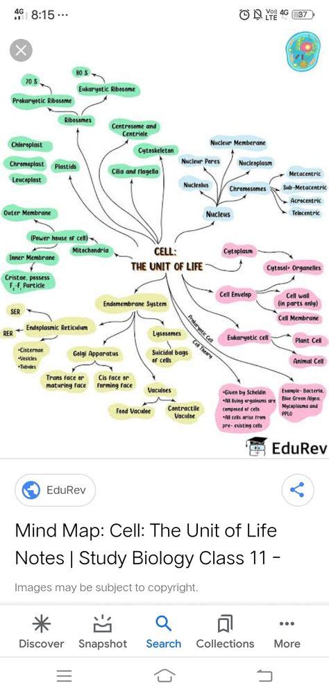 Biology Mind Map 的图像结果