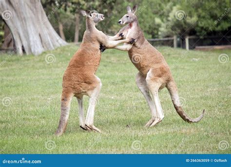 Red Kangaroo Fighting