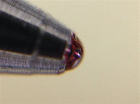 Image result for Ballpoint Pen Under Microscope