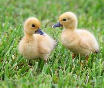 Image result for Cute Baby Animals Ducks