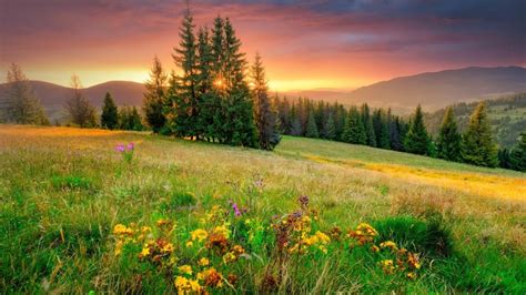 Image result for Nature-Based Optimization Algorithm