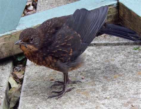 Image result for Pyrography Art