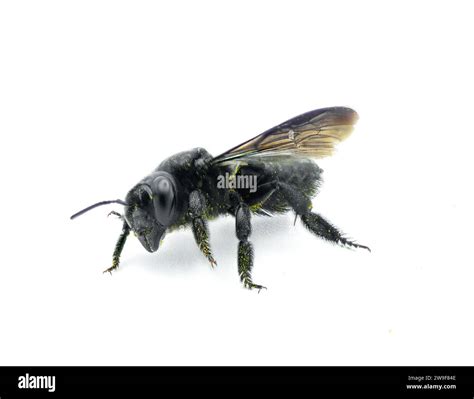 carpenter mimic leafcutter bee - Megachile xylocopoides - named for its superficial similarity ...