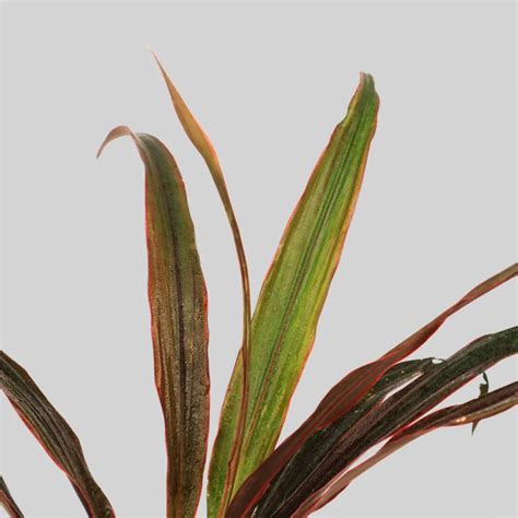 Cordyline Fair Child Red Pot Plant – Santhi Online Plants