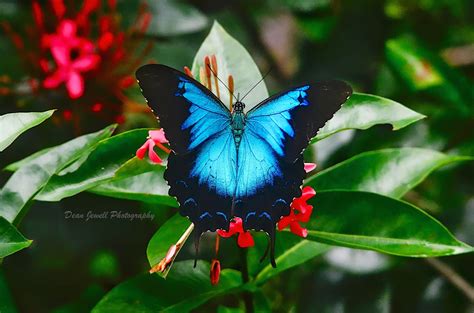 Ulysses Butterfly Ulysses Butterfly (Papilio Ulysses) · INaturalist
