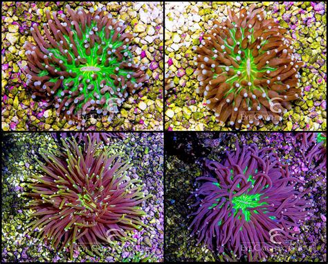 Indonesian Colonies | Wholesale Coral | Eye Catching Coral