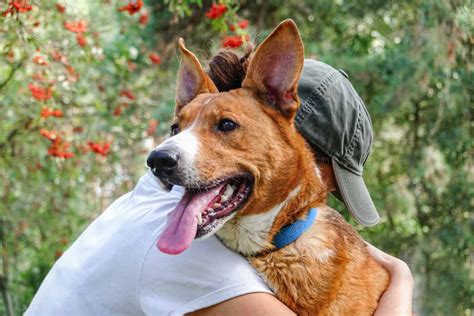 Image result for Dogs Making Humans Laugh