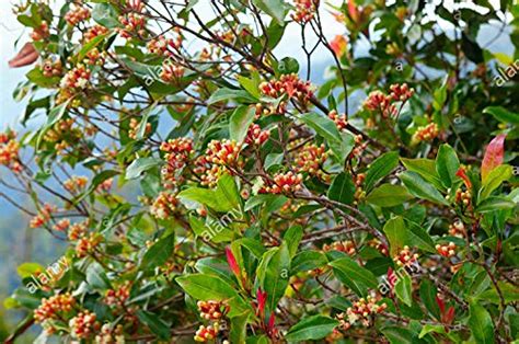 Clove Live Plant - Syzygium Aromaticum, Labongo, Laung Live Plant ...