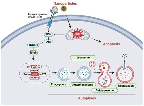 A Comprehensive Review of Nanoparticle-Based Drug Delivery for ...