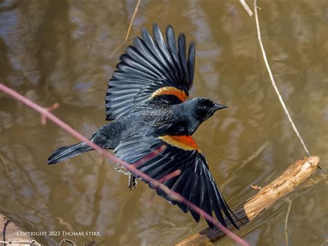 Image result for Order Status