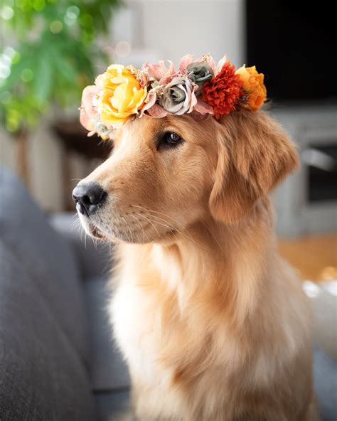 Ally & Stevie | Golden Retriever | Photos of my dogs in flower crowns to boost your serotonin 🌼🍃🌼 let me know if it worked! 📈 The last one might be the cutest 🥰

💛 follow us... | Instagram