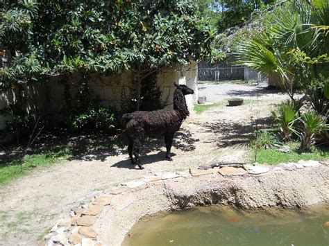 Hattiesburg Zoo, mississippi, United States Of America - Top ...