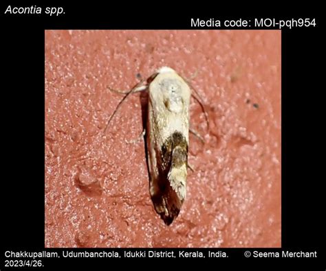Acontia spp. | Moths