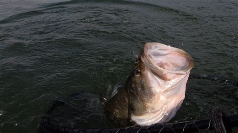 Texas Angler Catches 17+ Pound Largemouth Bass, 8th Largest In TX