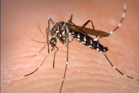为什么有的人特别招蚊子 招蚊子是什么原因_农业知识 - 农业站