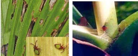 Natural enemies of spindle bug: