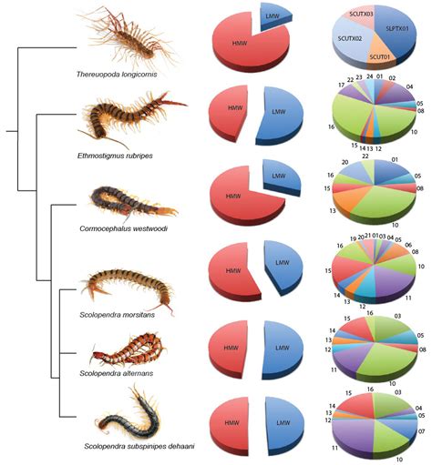 Venom Of Centipede
