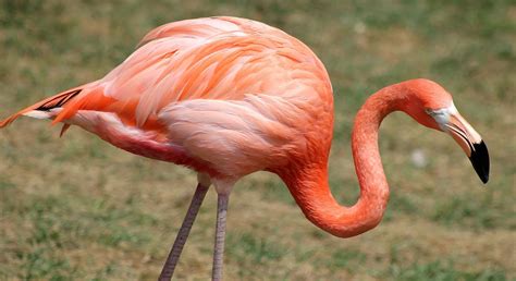 Flamingo 的图像结果