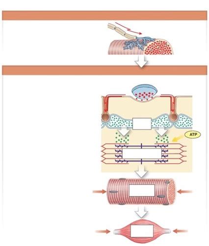 26 Skeletal Muscle Metabolism Flashcards | Quizlet