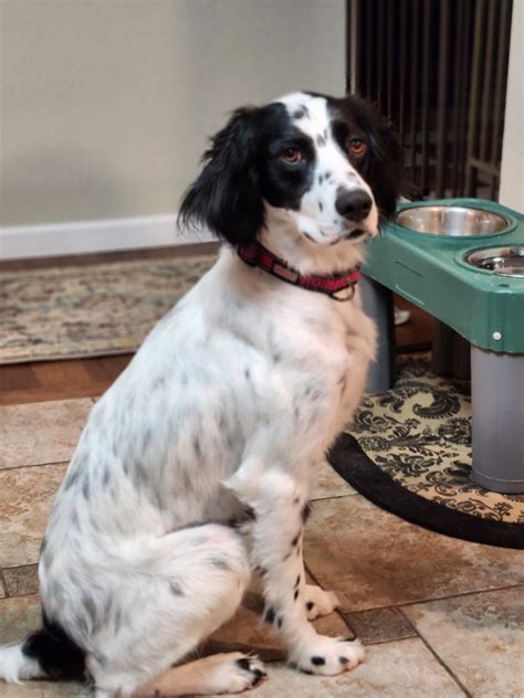 Home - Southwest English Setter Rescue