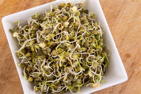 Can Chickens Eat Lentil Sprouts?
