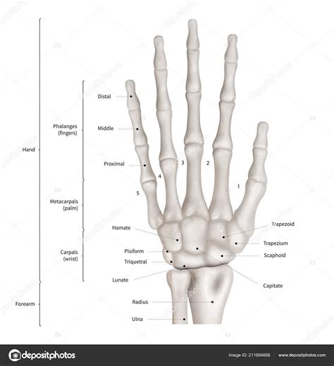 Diagrama De Huesos De La Mano