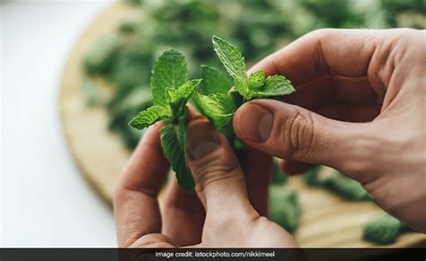 सुबह इन 4 पत्तों को चबाने पर शरीर को मिलते हैं कई फायदे, डायबिटीज और ...