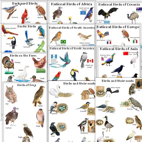Buy Birds Unit Study Bird Anatomy Bird Montessori 3 Part Cards Online ...