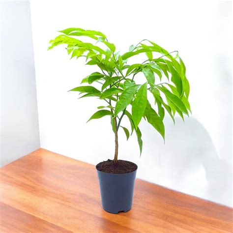 Buy Hirwa Chafa Plant - Hari Champa online at best price
