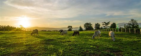Precision Agriculture for Farms & Ranches New Port Richey, Florida