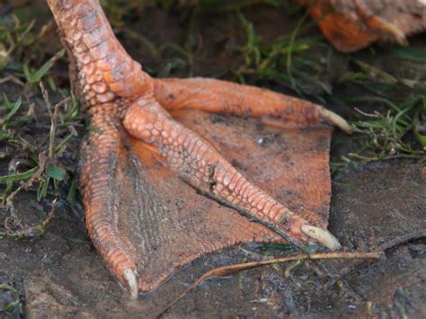 Duck Feet Facts: Key Anatomical Features And Functional Adaptations