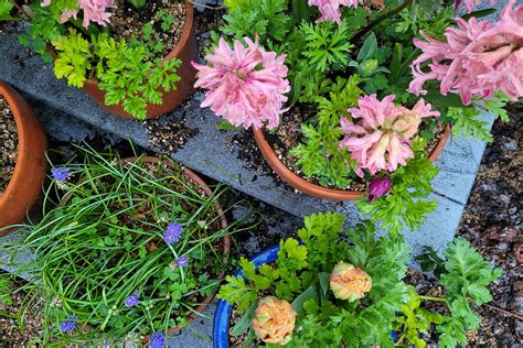 Image result for Spring Bulbs in Containers