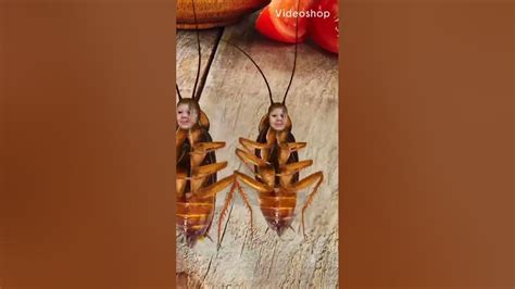 Cockroach Dance Challenge 的图像结果